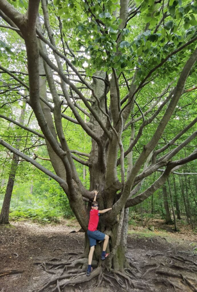 Auf dem Weg zum Felsenlabyrinth in der Sächsischen Schweiz steht dieser Kletterbaum