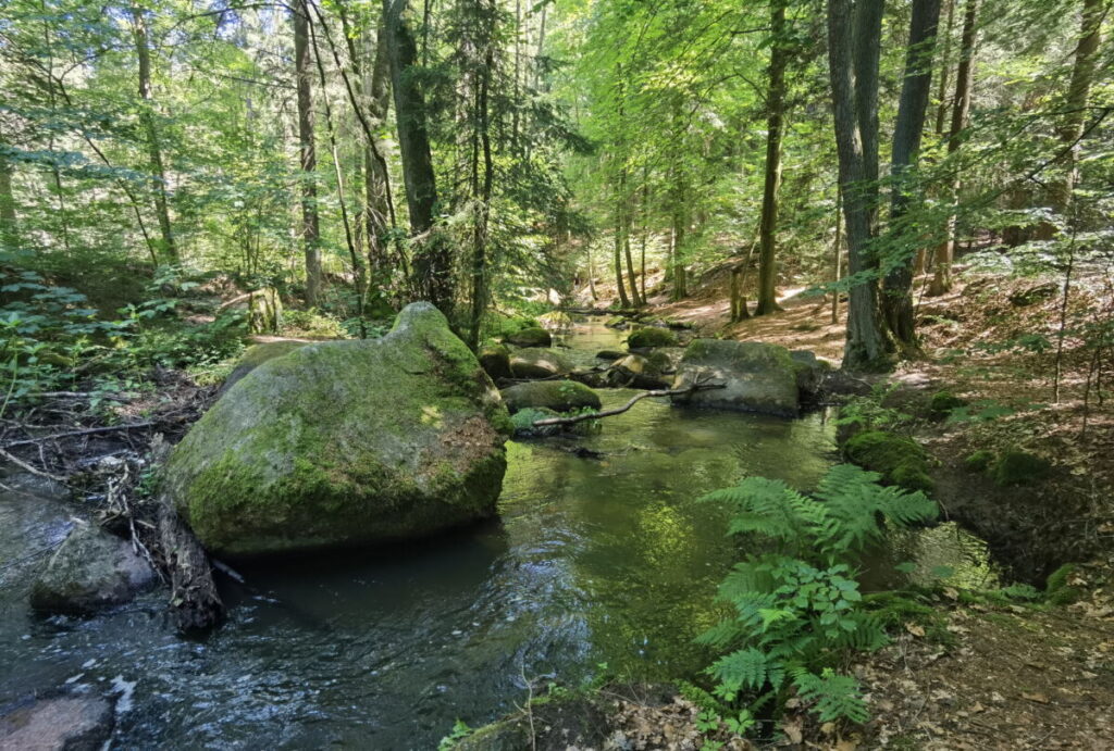 Die Höllbachtal Wanderung führt wildromantisch am Wasser entlang